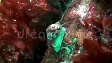 巴伦支海海底的海底蜗牛。